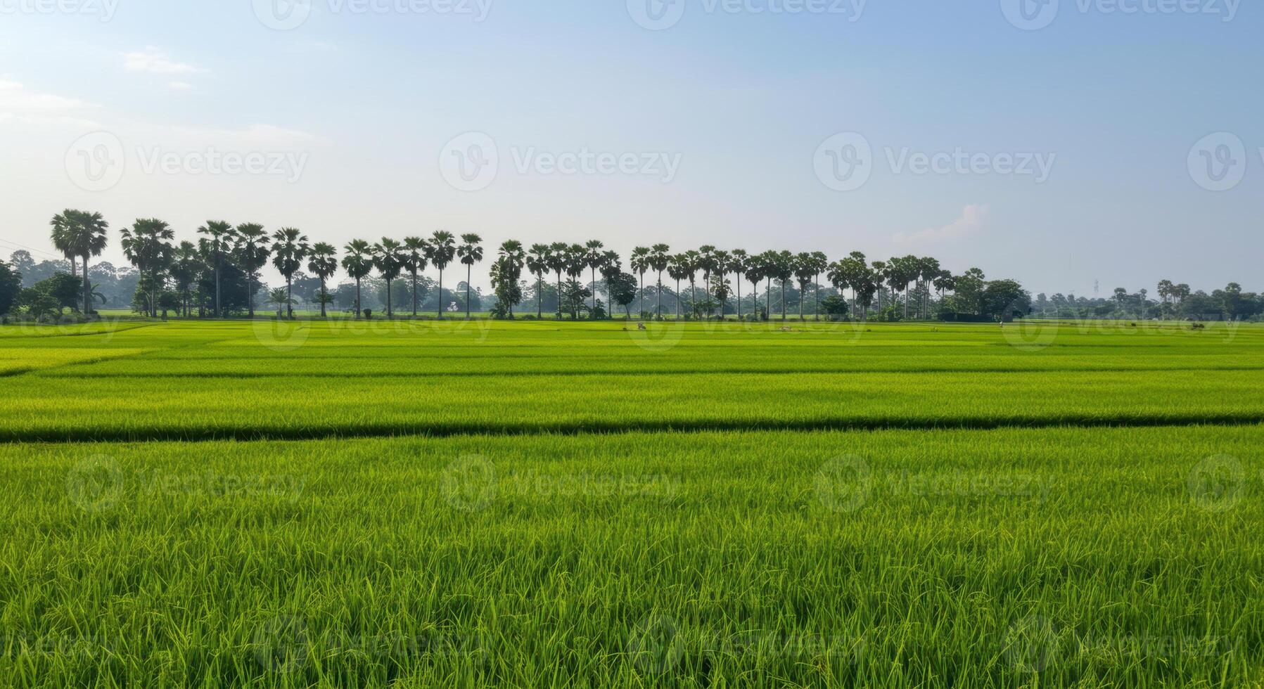 A vast rice field extends to the horizon, framed by a line of palm trees under a clear blue sky. photo