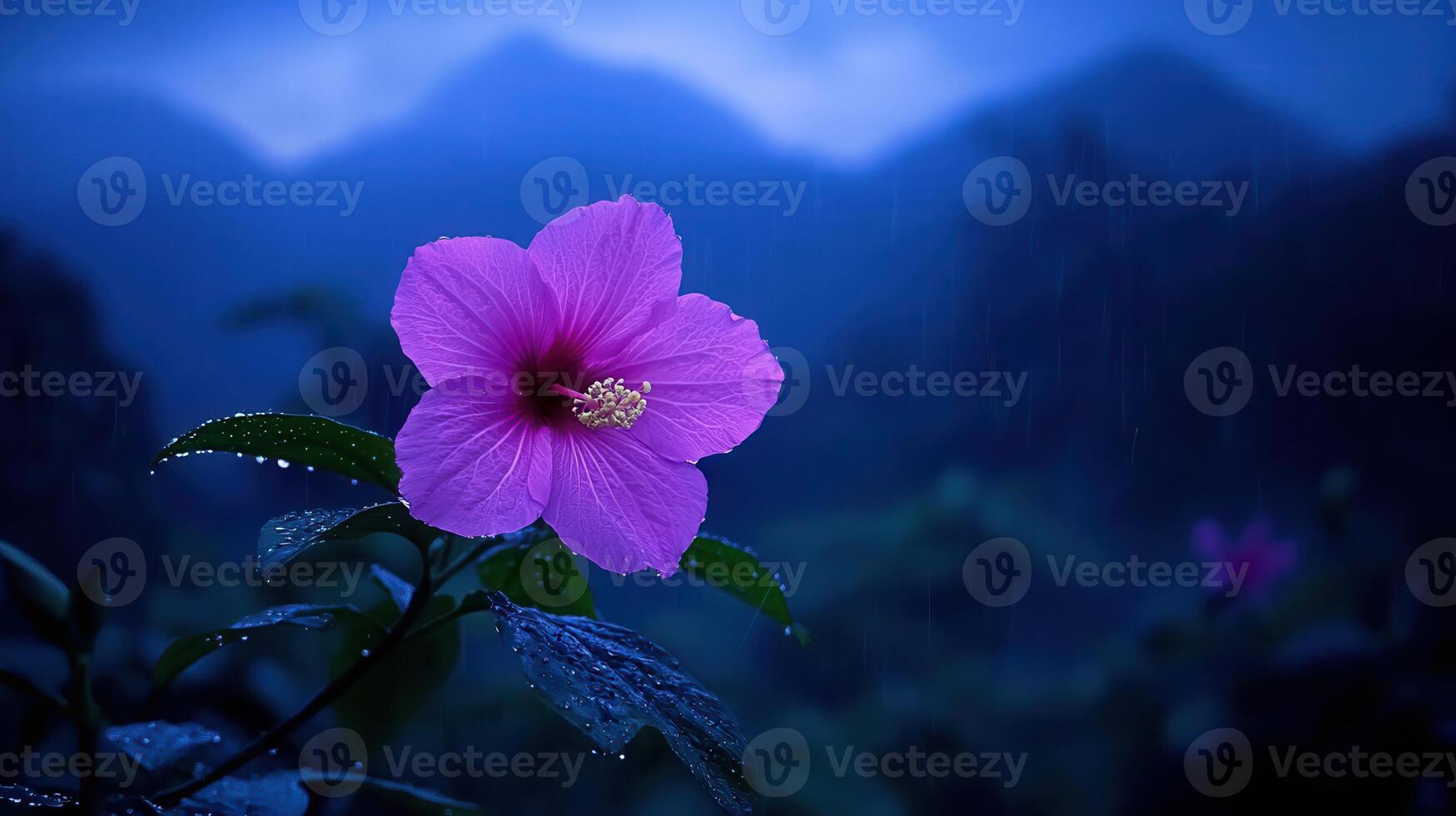 A Single Purple Hibiscus Flower in the Rain Against a Dramatic Mountain Background photo