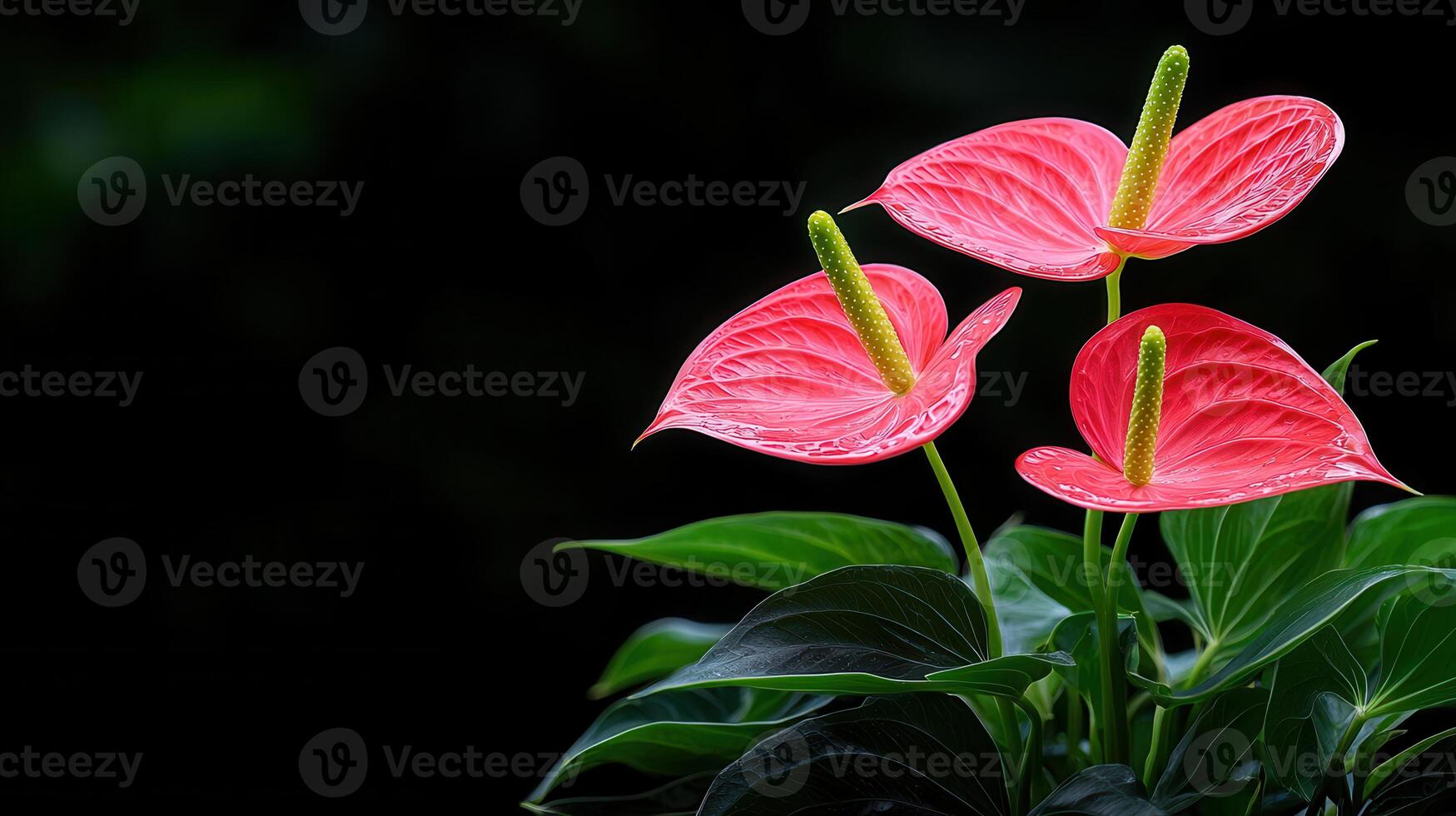 Three Vibrant Pink Anthurium Flowers Blooming Beautifully Against a Dark Background photo