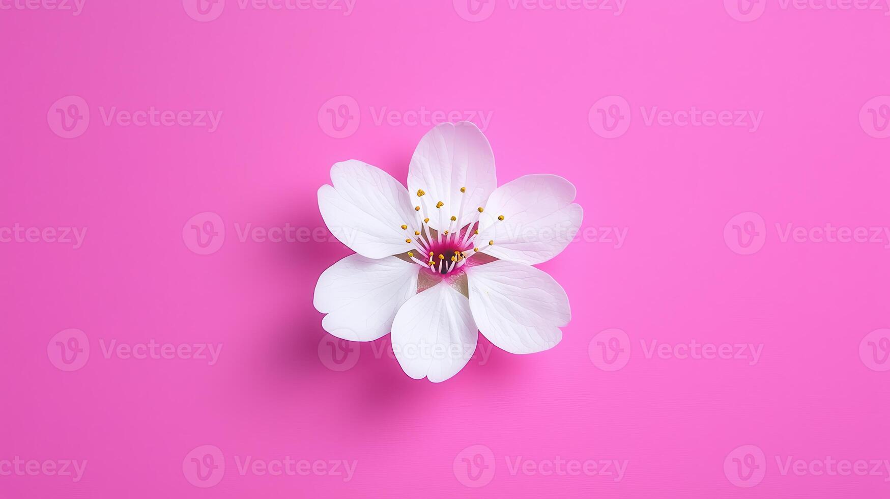 Delicate White Flower Blossom on Vibrant Pink Background Perfect for Spring Designs and Feminine Projects photo