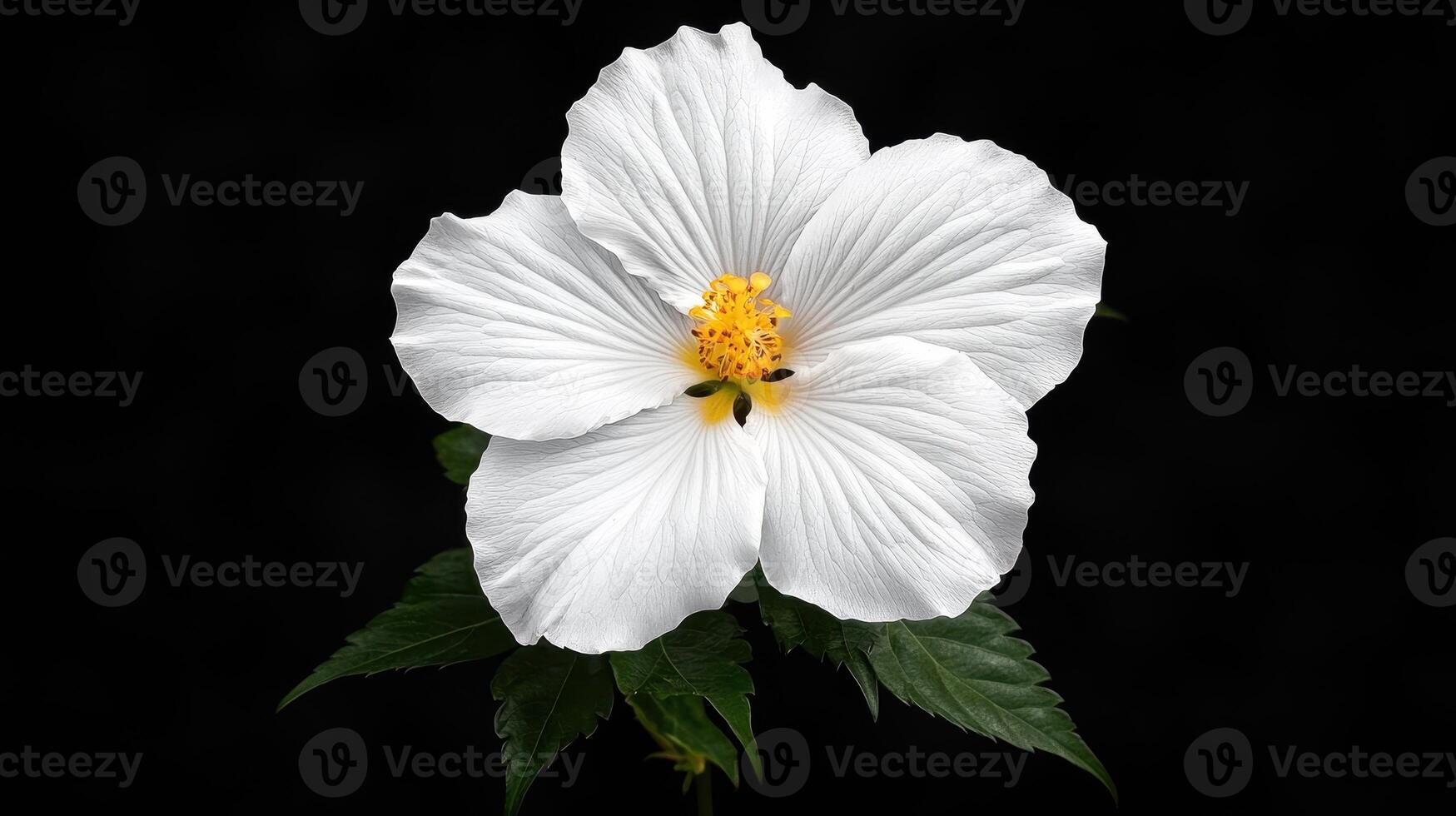 Stunning White Hibiscus Flower Blossom Isolated on Black Background Botanical photo