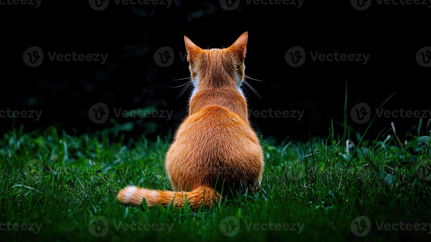 Adorable Ginger Cat Sitting in Lush Green Grass at Night A Peaceful Back View of a Fluffy Orange Tabby photo