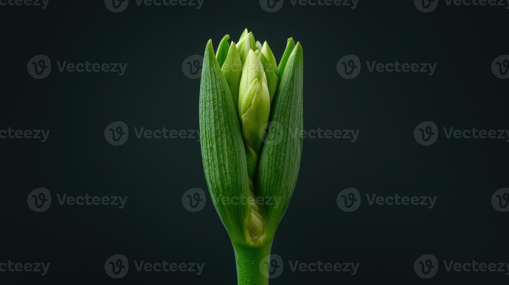 Close up of a vibrant green flower bud unfurling against a dark background a botanical study of nature's beauty photo