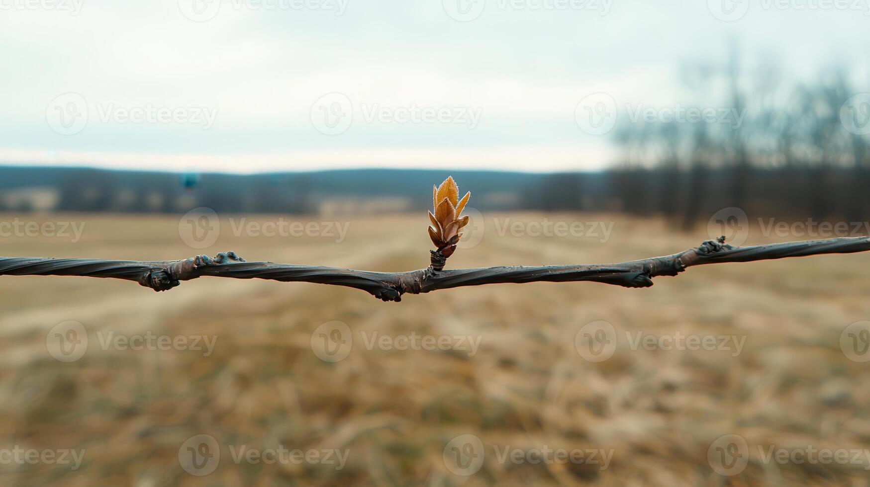 a plant is growing on a barbed wire photo