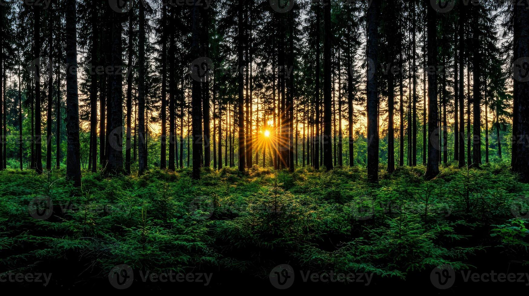 Majestic Sunset Rays Filtering Through a Dense Pine Forest Serene Nature Scene photo