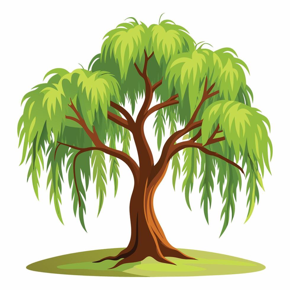 A beautiful weeping willow tree vector