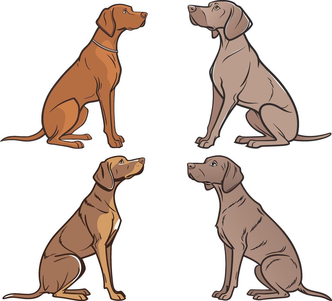 The Vizsla dog is sitting in front and looking forward to the side view vector
