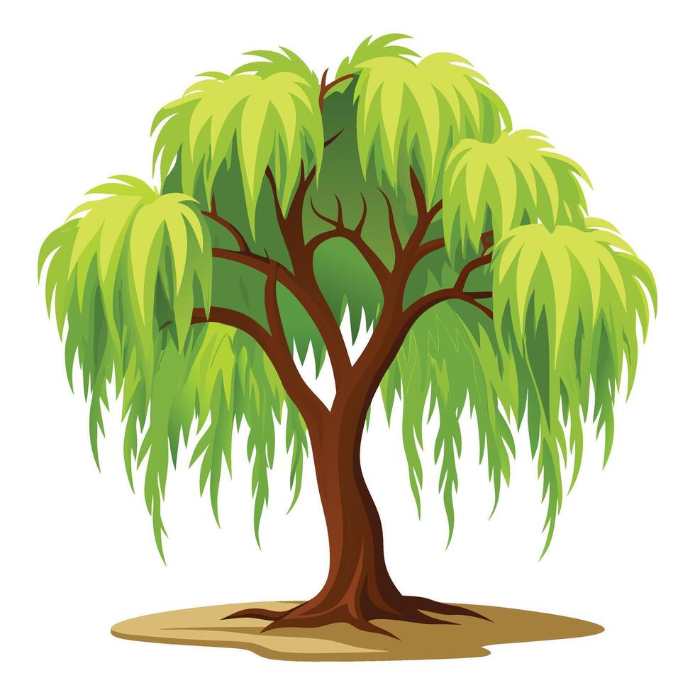 Illustration of willow tree vector