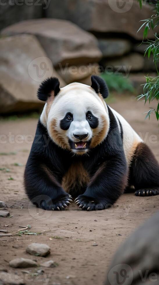 Giant panda playfully rolling on its back in a natural environment during daylight photo
