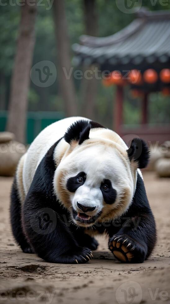 Giant panda joyfully rolling on the ground in a natural setting photo