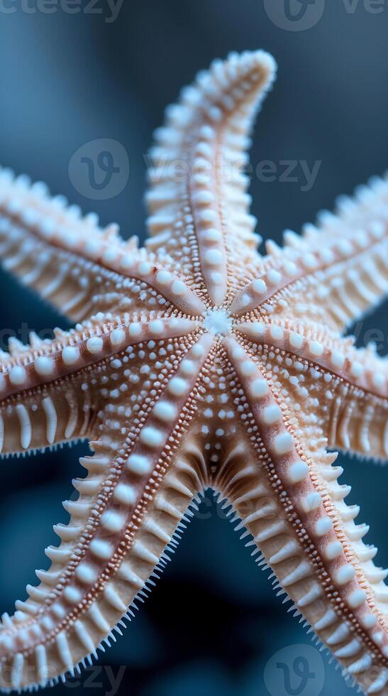 Close up view of a detailed starfish in a marine environment highlighting natural beauty photo