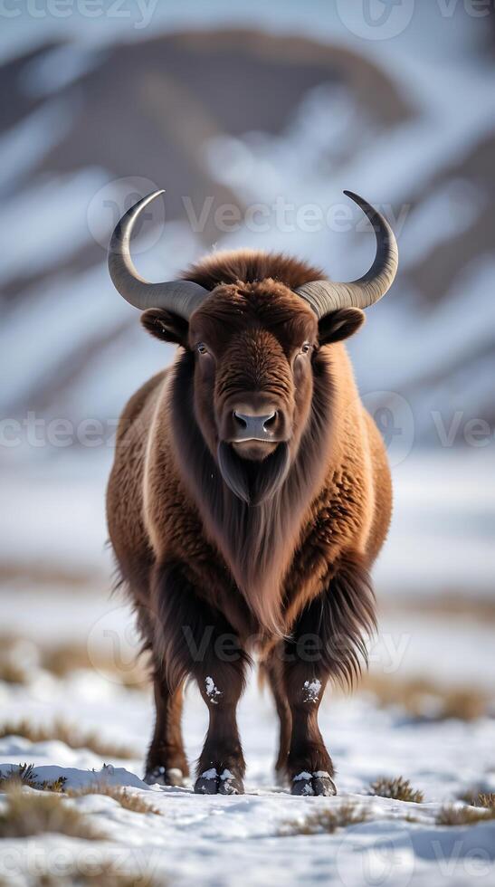Strong musk ox stands in snowy landscape under clear skies photo