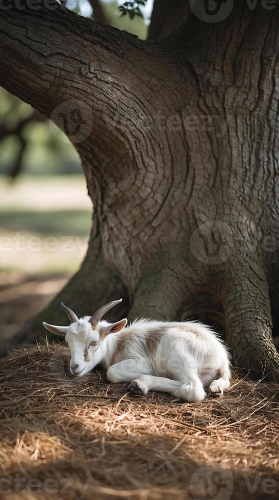 Baby goat resting peacefully under the shade of an ancient tree in a tranquil field photo