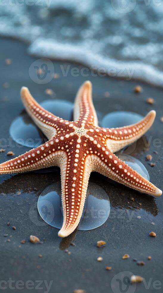 Closeup view of a starfish showcasing its suction cups on the beach shore photo