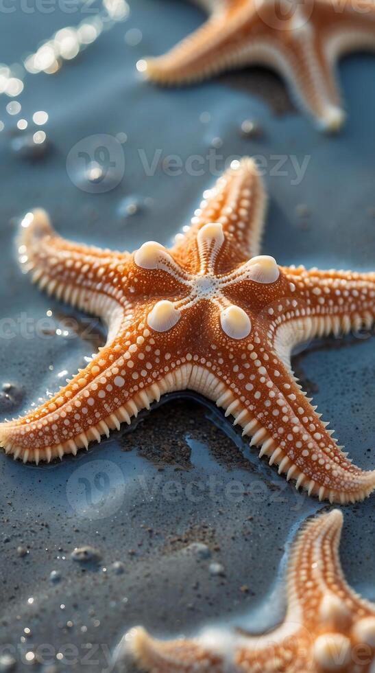 Closeup view of a starfish revealing its intricate suction cups on a sandy surface photo
