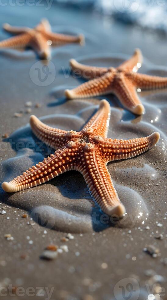 Closeup view of starfish showcasing unique suction cups and texture at the beach photo