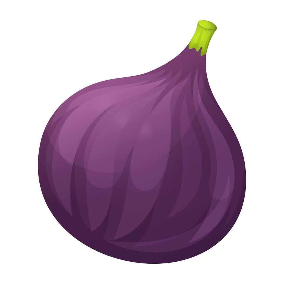 Ripe fig fruit with a rich purple hue and smooth texture. A fresh and organic tropical fruit, perfect for healthy eating, desserts, and culinary uses. Nutritious, sweet, and full of antioxidants. vector