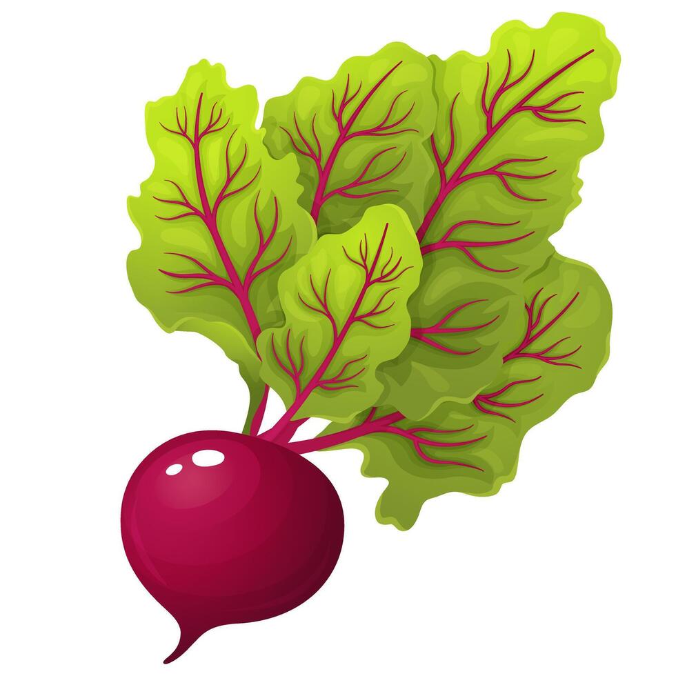 Realistic illustration of a fresh beetroot with green leaves and a deep red root. Perfect for themes related to healthy eating, organic food, gardening, thanksgiving, and culinary ingredients. vector