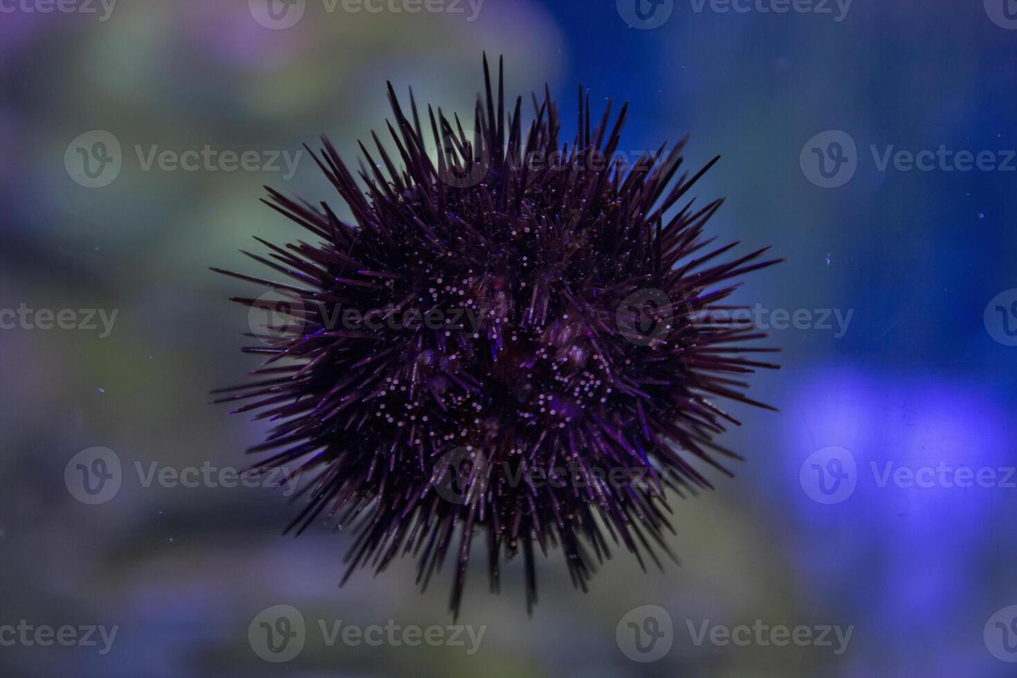Sea Urchin in the deep blue sea photo