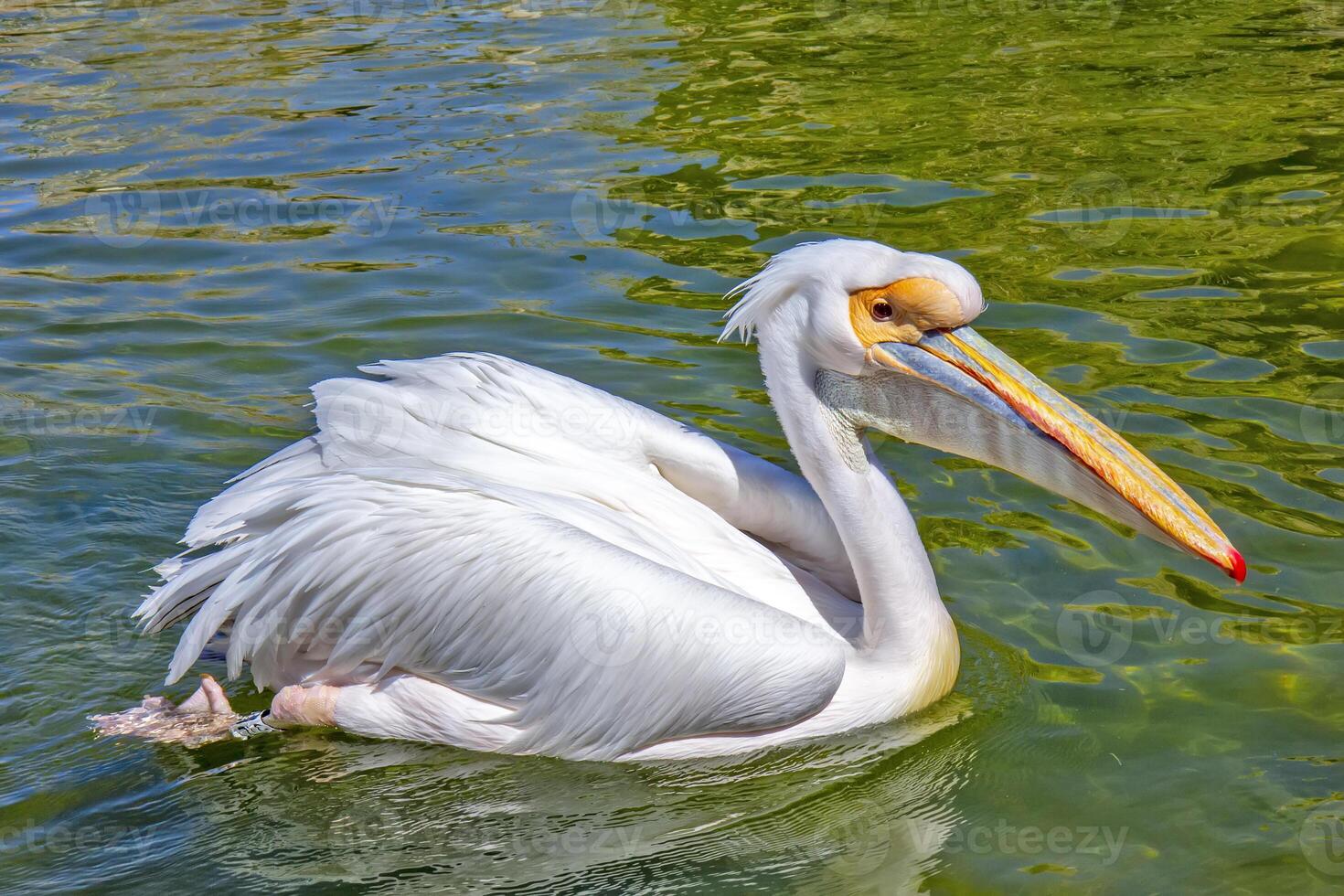 One white pelican floating in the lake photo