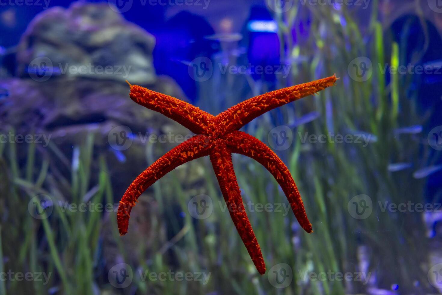 Radiant red starfish resting serenely below. photo