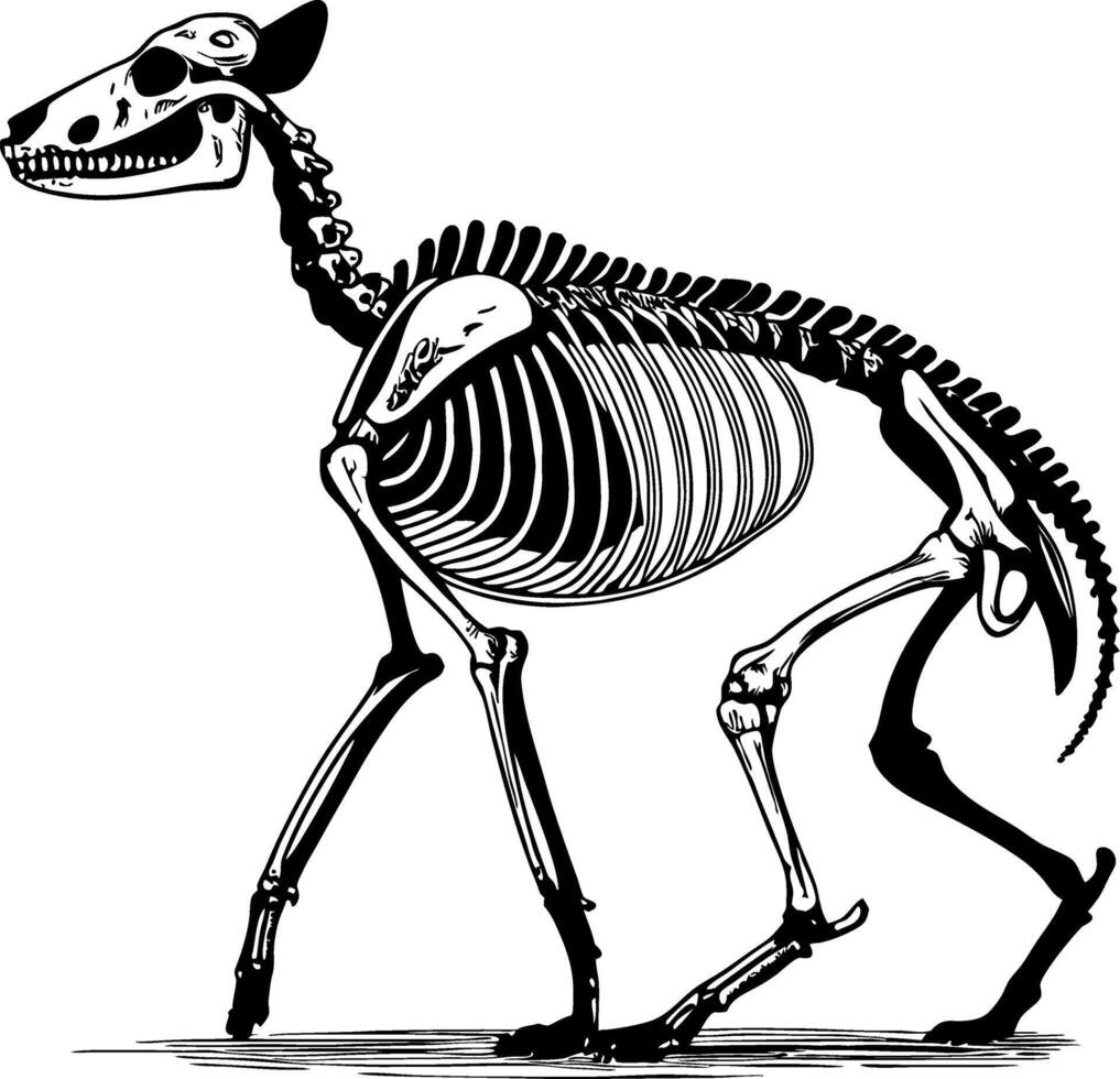 Detailed Dog Skeleton Illustration Suitable for Educational Purposes and Art Projects vector
