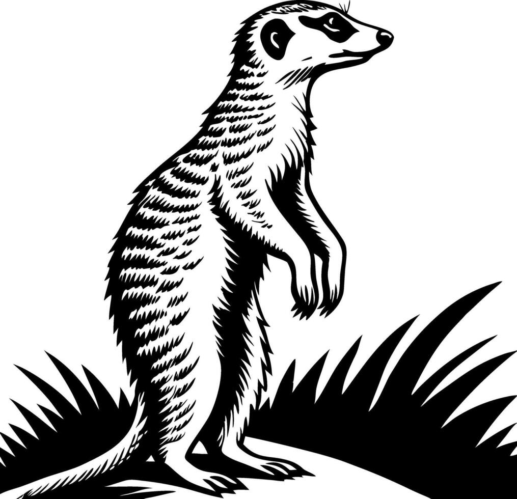 Detailed Illustration of a Standing Meerkat in Natural Grass Setting for Nature-Themed Designs vector