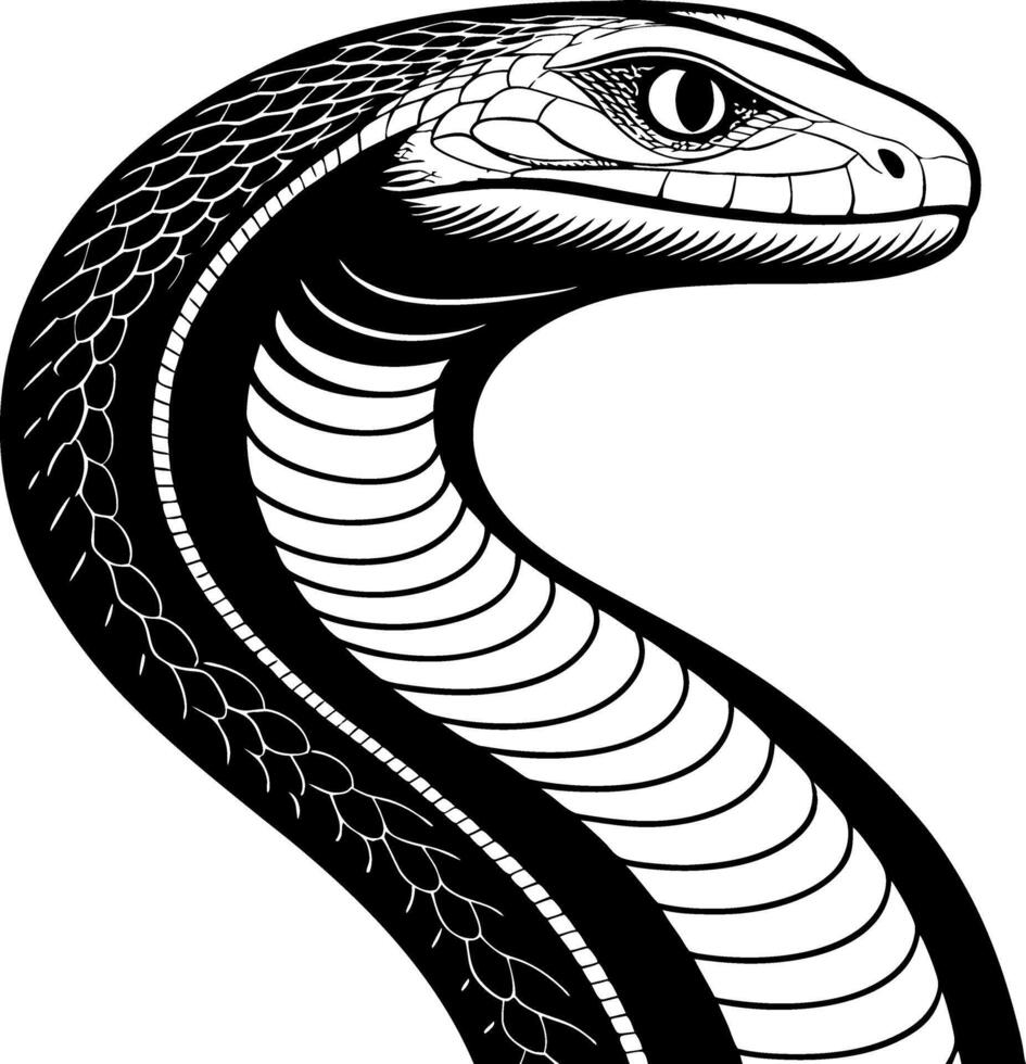 Elegant Cobra Illustration for Tattoo Design and Coloring Book Pages vector
