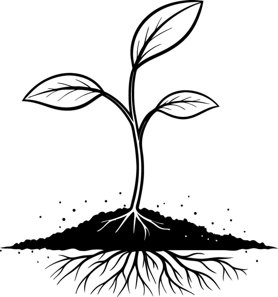 Growth of a Seedling with Roots and Leaves Suitable for Nature Themes and Gardening Art vector