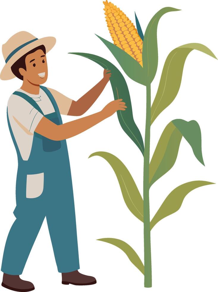 Happy Farmer Harvesting Corn from Tall Plant Illustration for Educational Materials vector