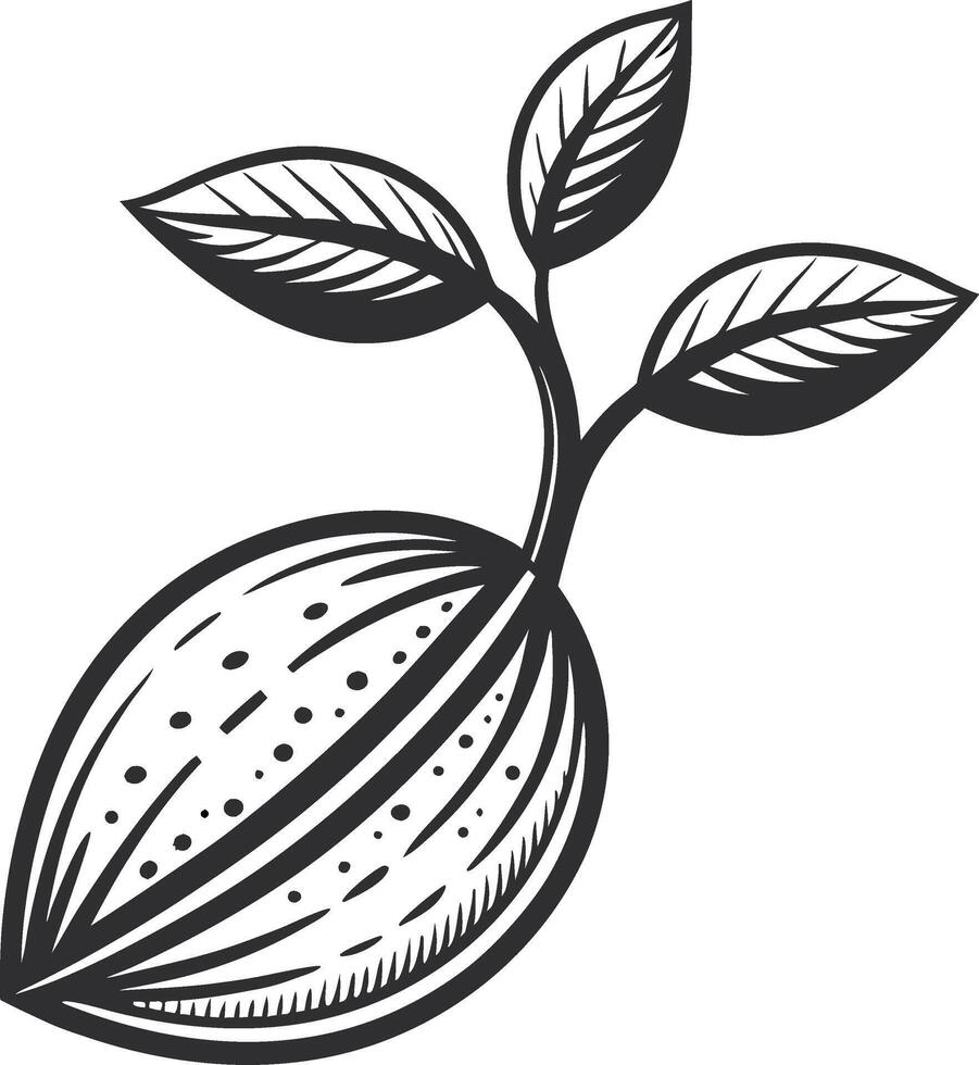Stylized Almond Seedling with Leaves for Illustrative Nature Themes and Eco Designs vector