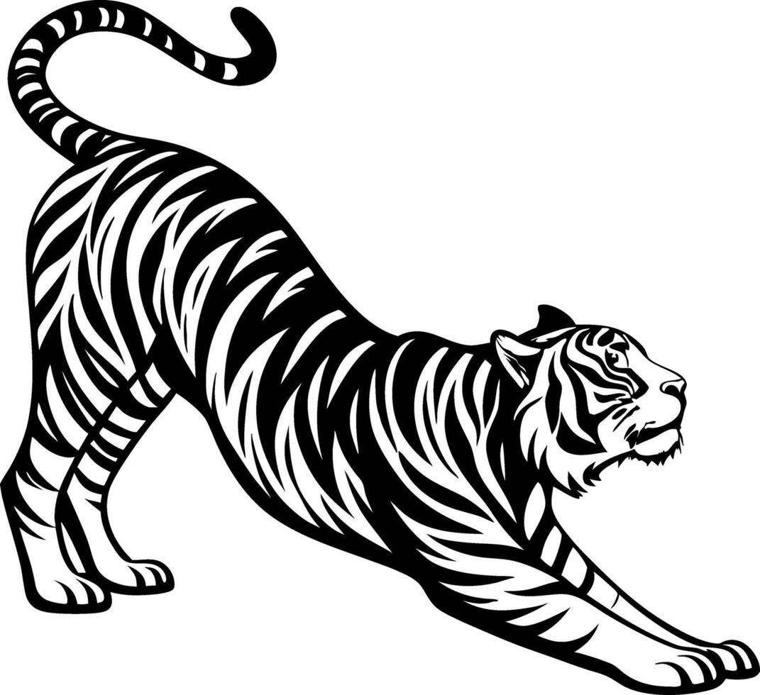 Bold Stretching Tiger Illustration for Tattoo Design and Coloring Pages vector