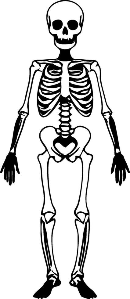 Detailed Anatomical Skeleton Illustration Ideal for Educational Purposes and Creative Projects vector