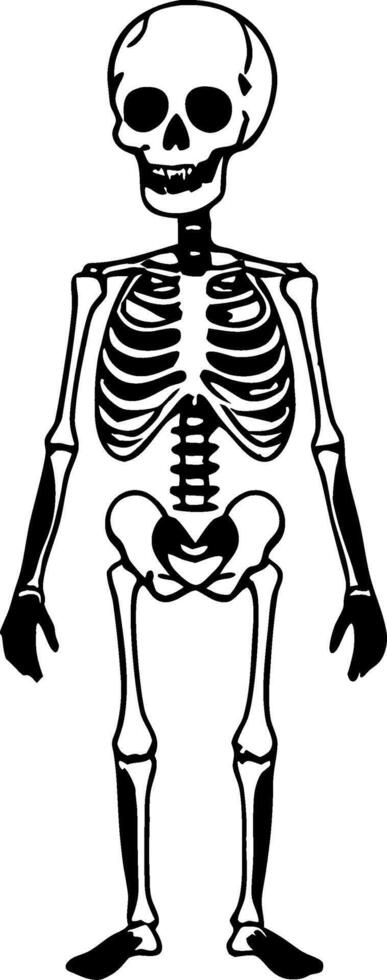 Cartoon Skeleton Character Perfect for Educational Purposes Halloween Decorations and Tattoos vector
