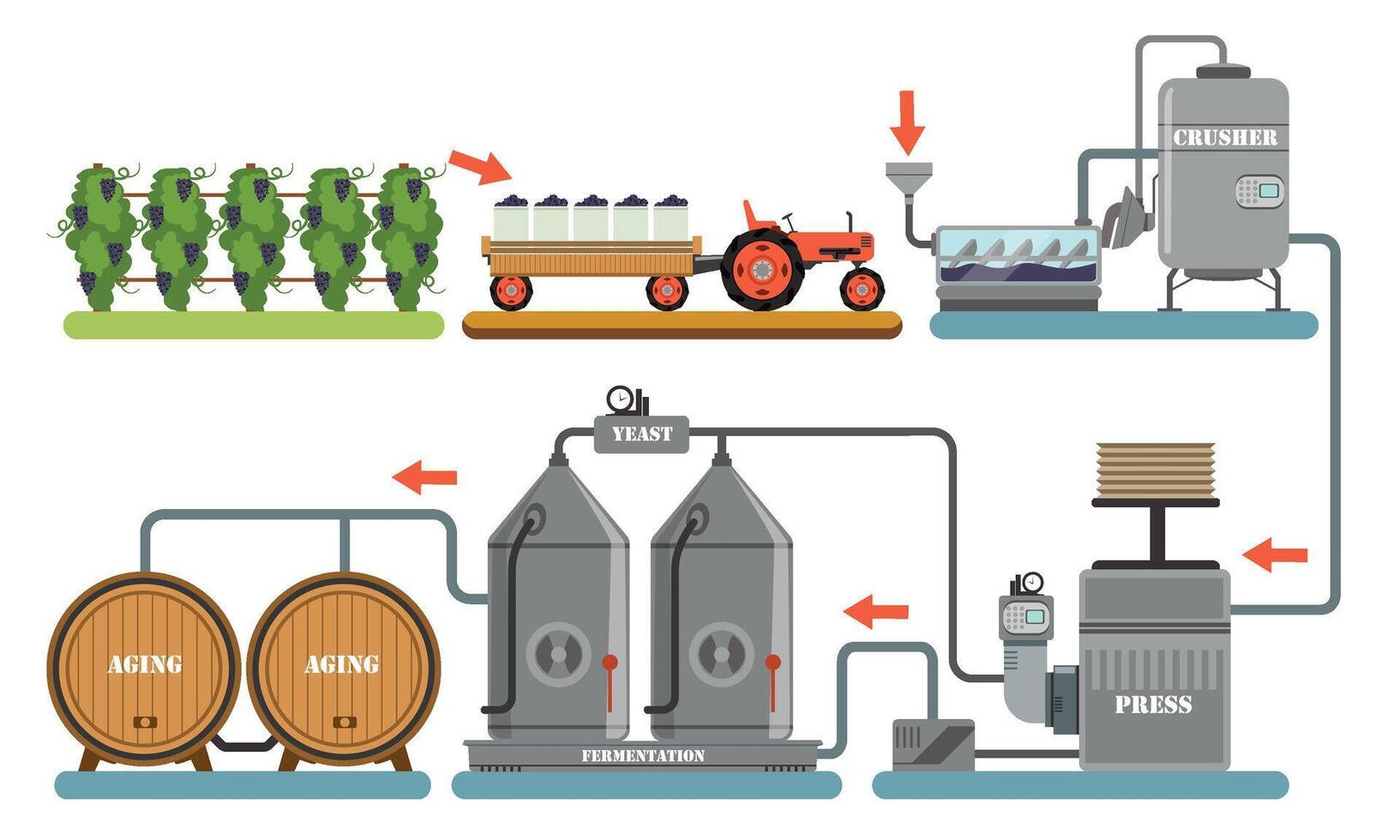 Wine Production Process, Alcoholic Beverages Making Equipment, Grapes Harvesting, Crushing, Pressing, Fermentation, Aging Illustration vector
