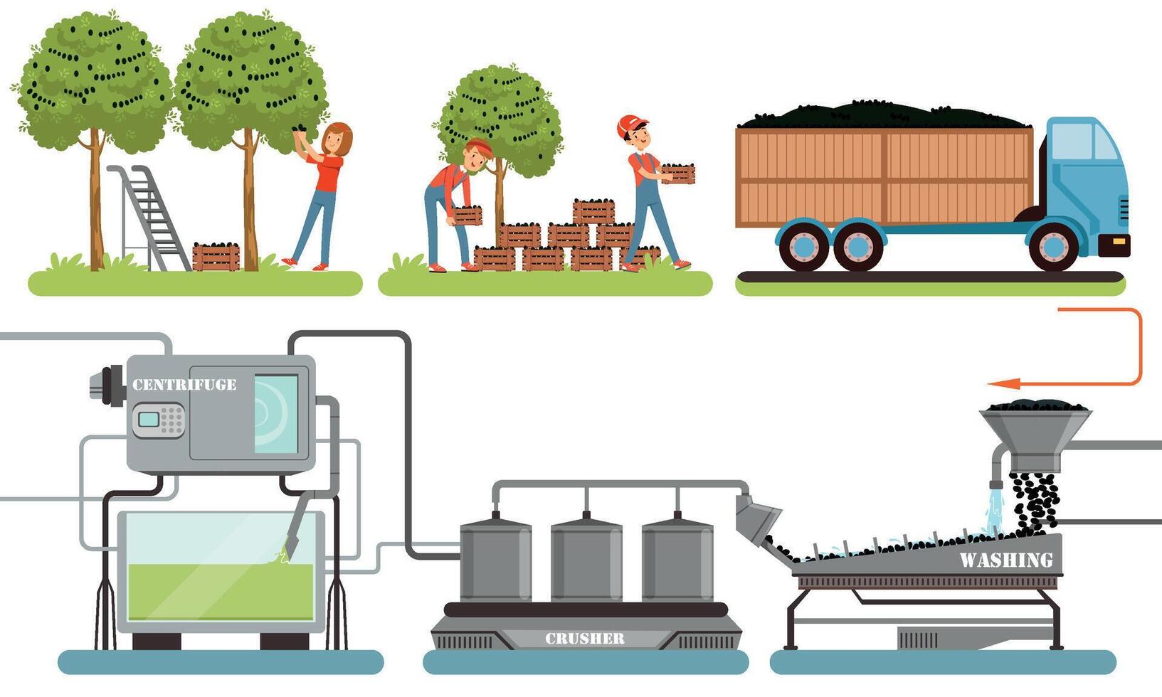 Olive Oil Production Process, Olive Harvesting, Washing, Crushing, Extraction Automated Line Illustration vector