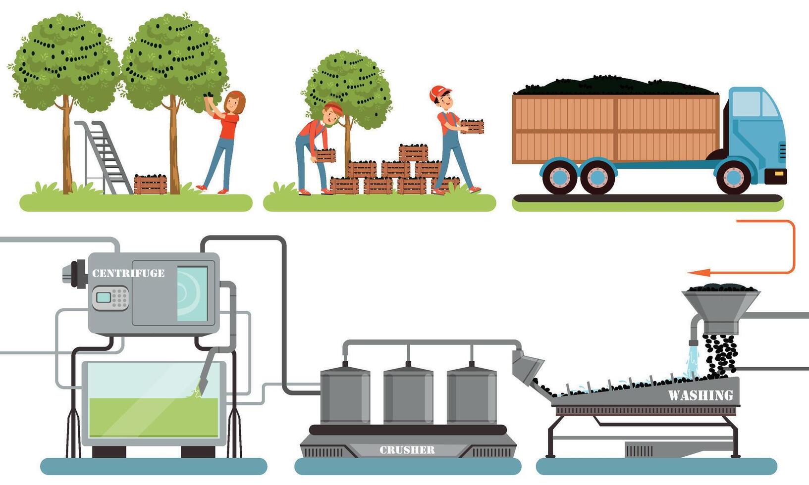 Olive Oil Production Process, Olive Harvesting, Washing, Crushing Automated Line Illustration vector