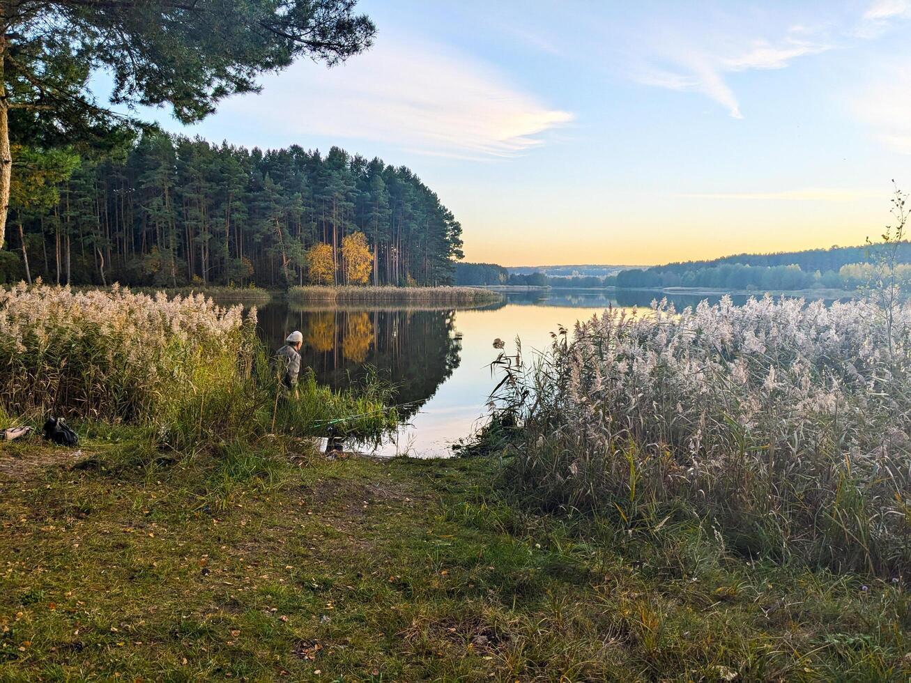 Serene lakeside scene with tall grasses, reflecting water, pine trees, and a person enjoying the tranquil landscape photo