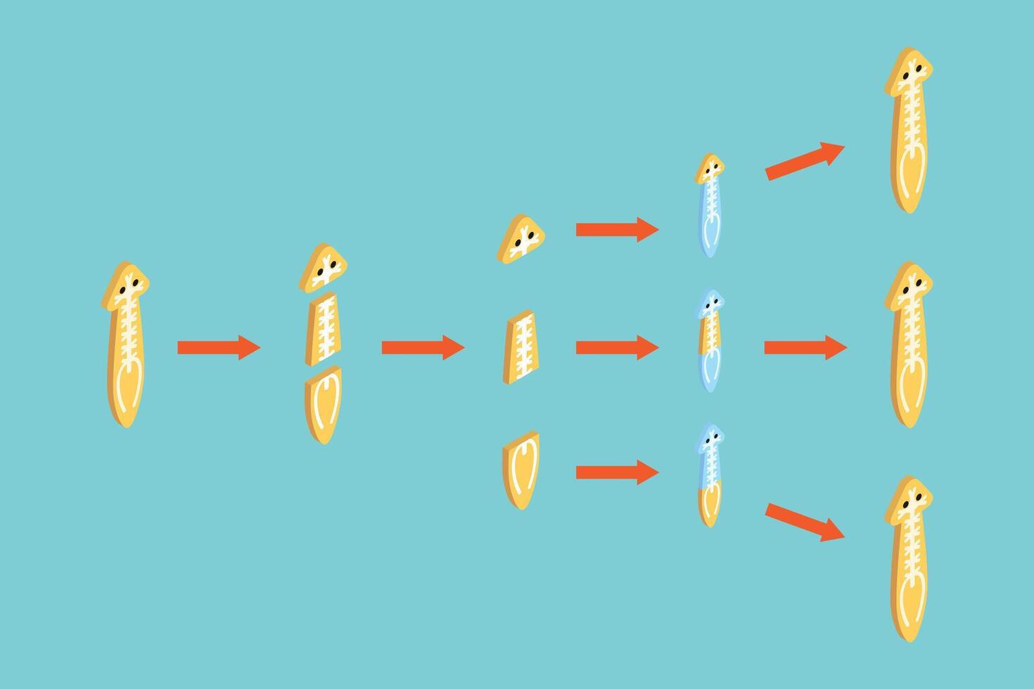 3D Isometric Flat Conceptual Illustration of Planaria Regeneration, Educational Scheme vector