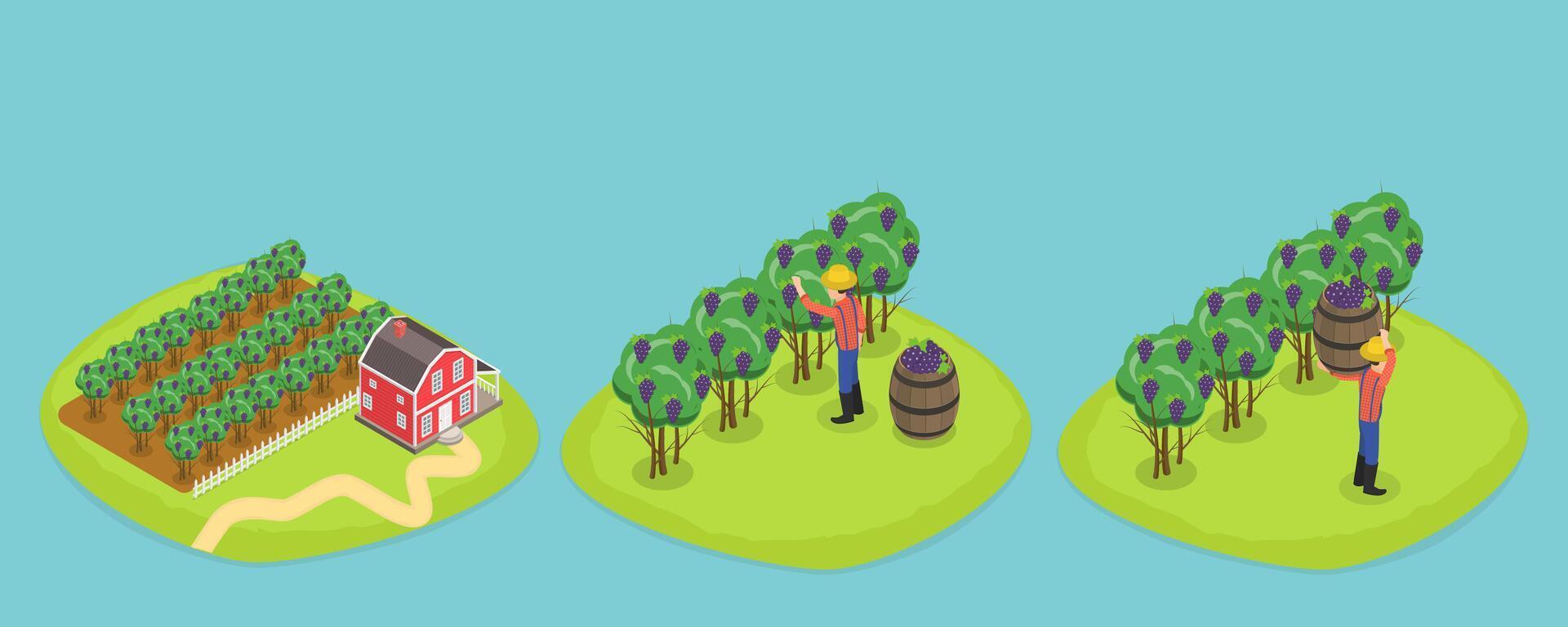 3D Isometric Flat Conceptual Illustration of Vineyard Harvesting, Grape Selection and Cultivation, Wine Production vector