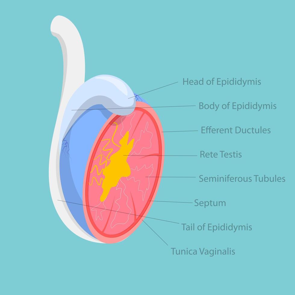 3D Isometric Flat Conceptual Illustration of Testicle Anatomy, Male Reproductive System vector