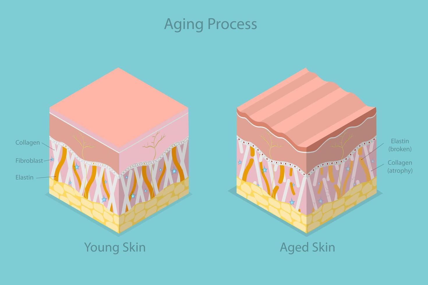 3D Isometric Flat Conceptual Illustration of Aging Process, Skin Age-related Changes vector