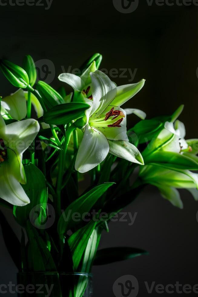 View of blooming white lily flowers on a dark background in rays of light photo