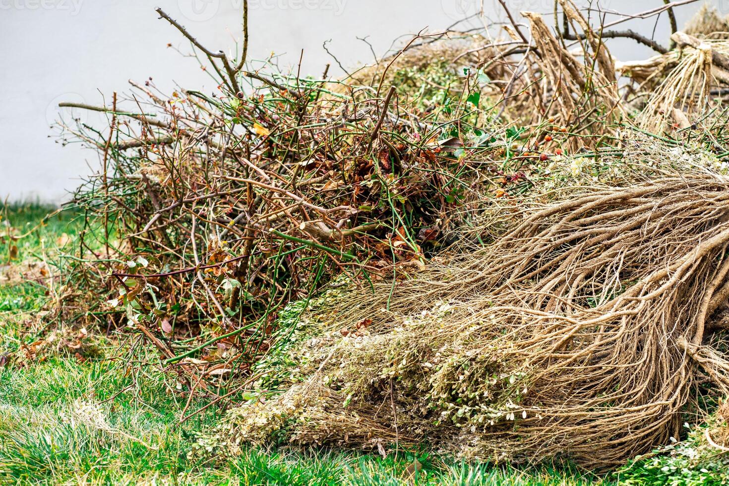 View of a stack of dry cut branches of trees and bushes on the grass in spring photo