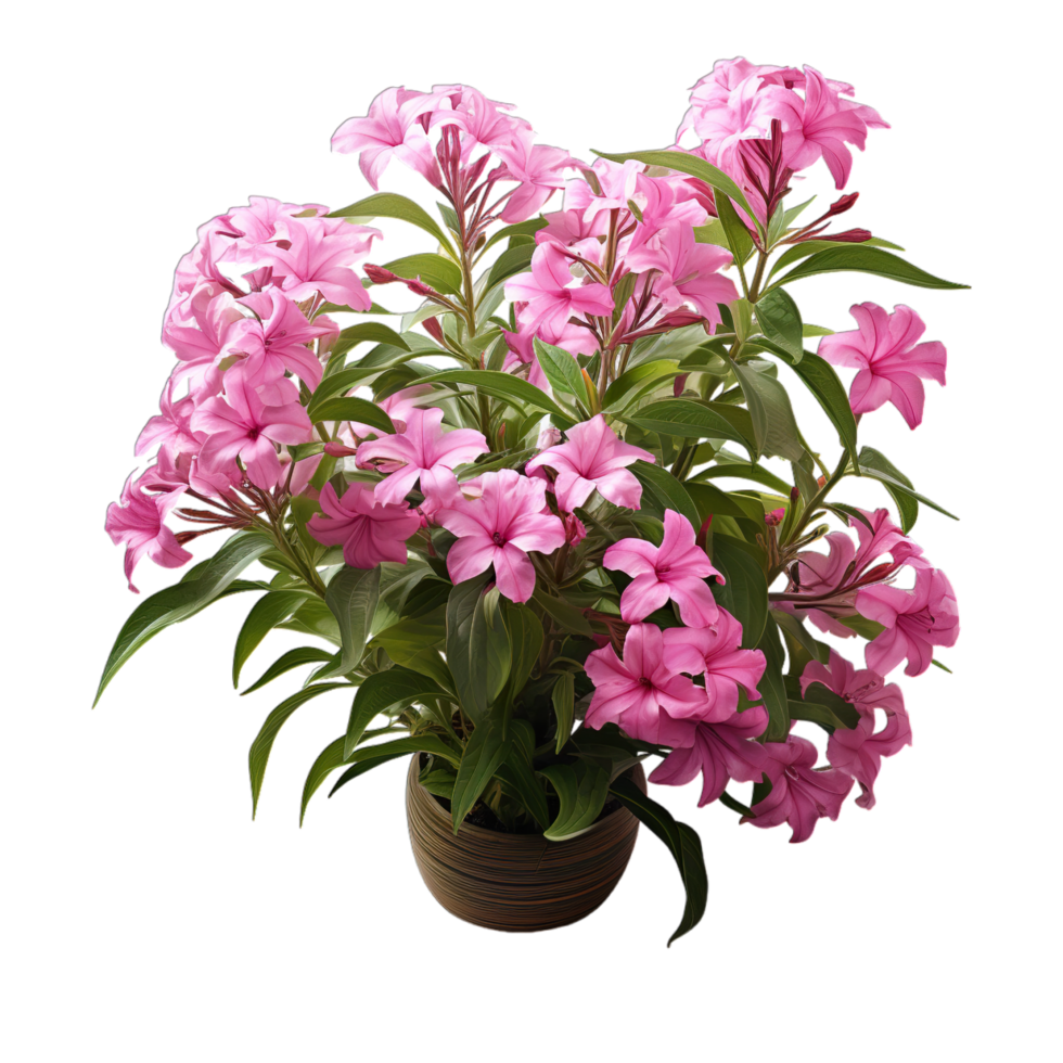 A potted plant with pink flowers on a black background png