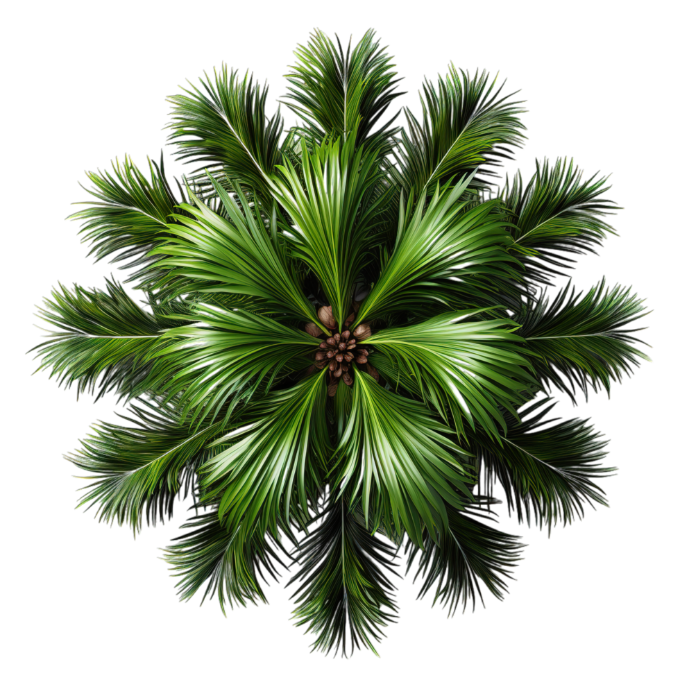 A palm tree is shown in the center of the image png
