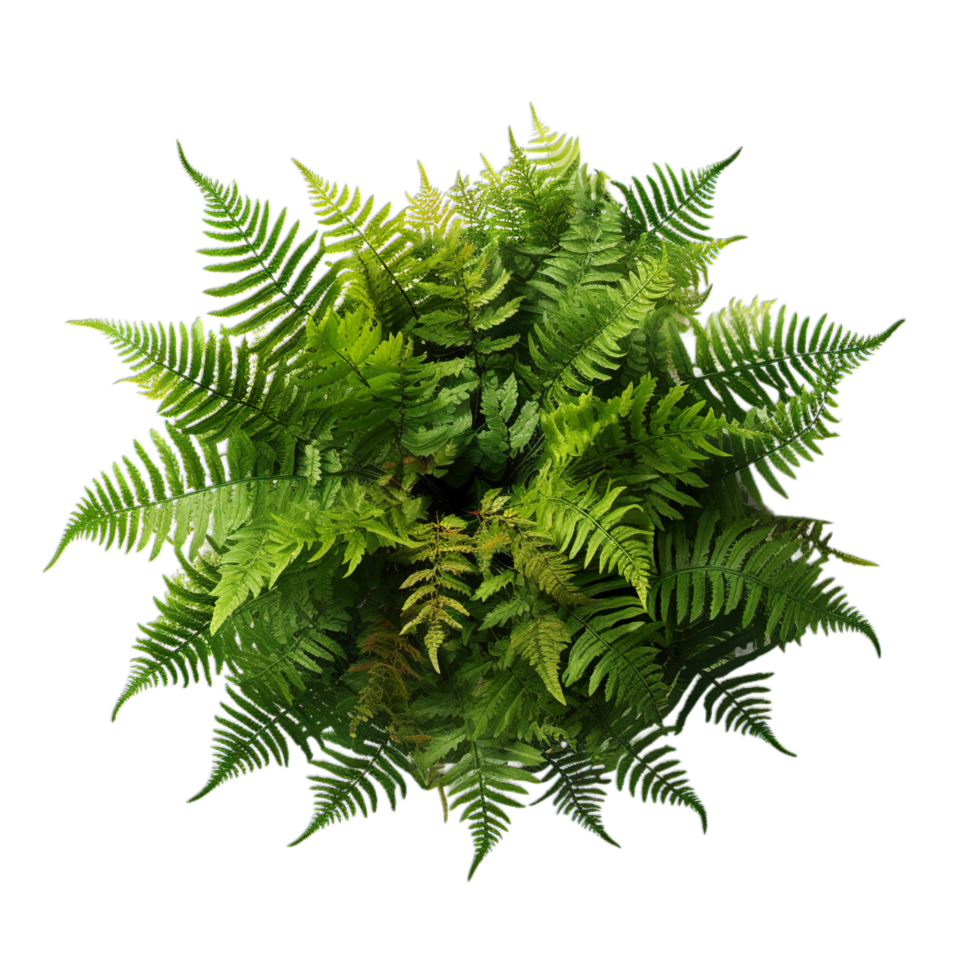A fern plant is shown in the center of a black background png