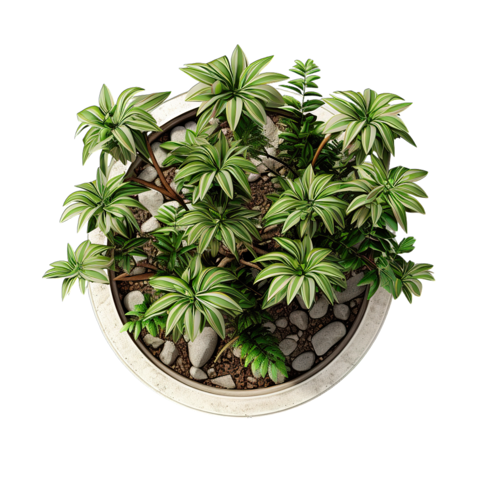 A plant in a pot png