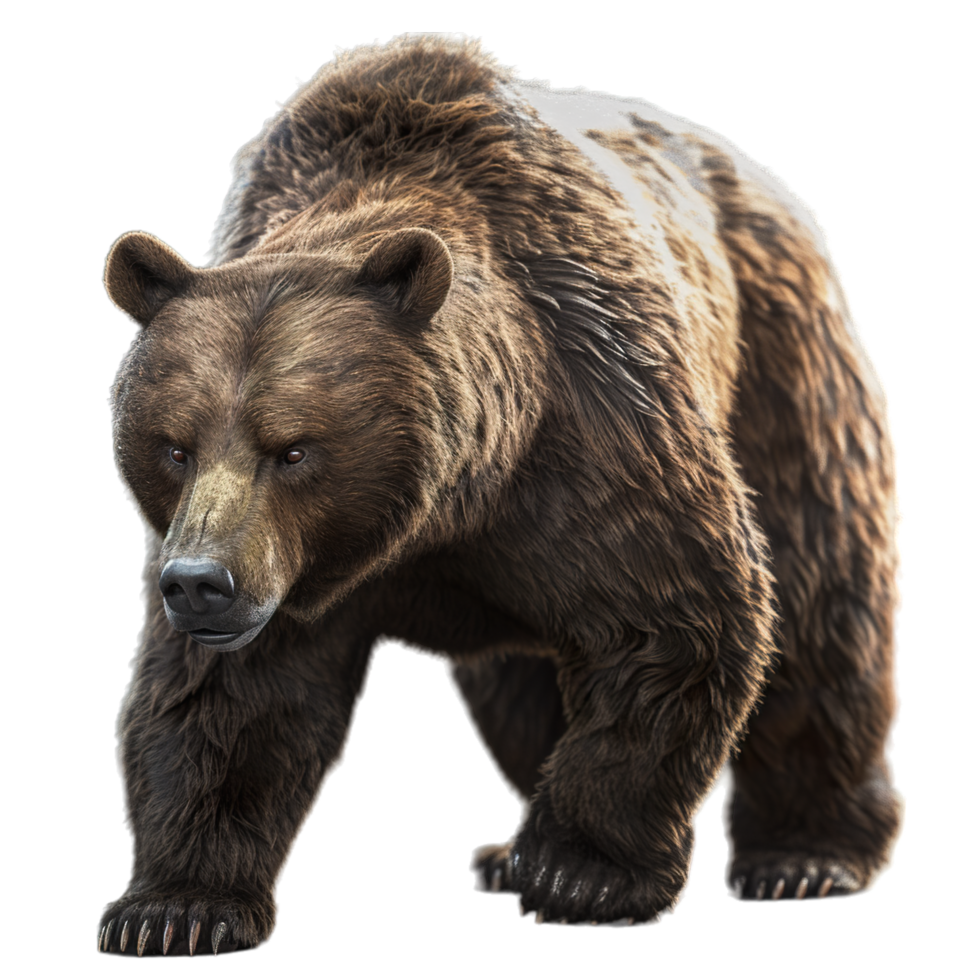 A brown bear is walking on a black background png