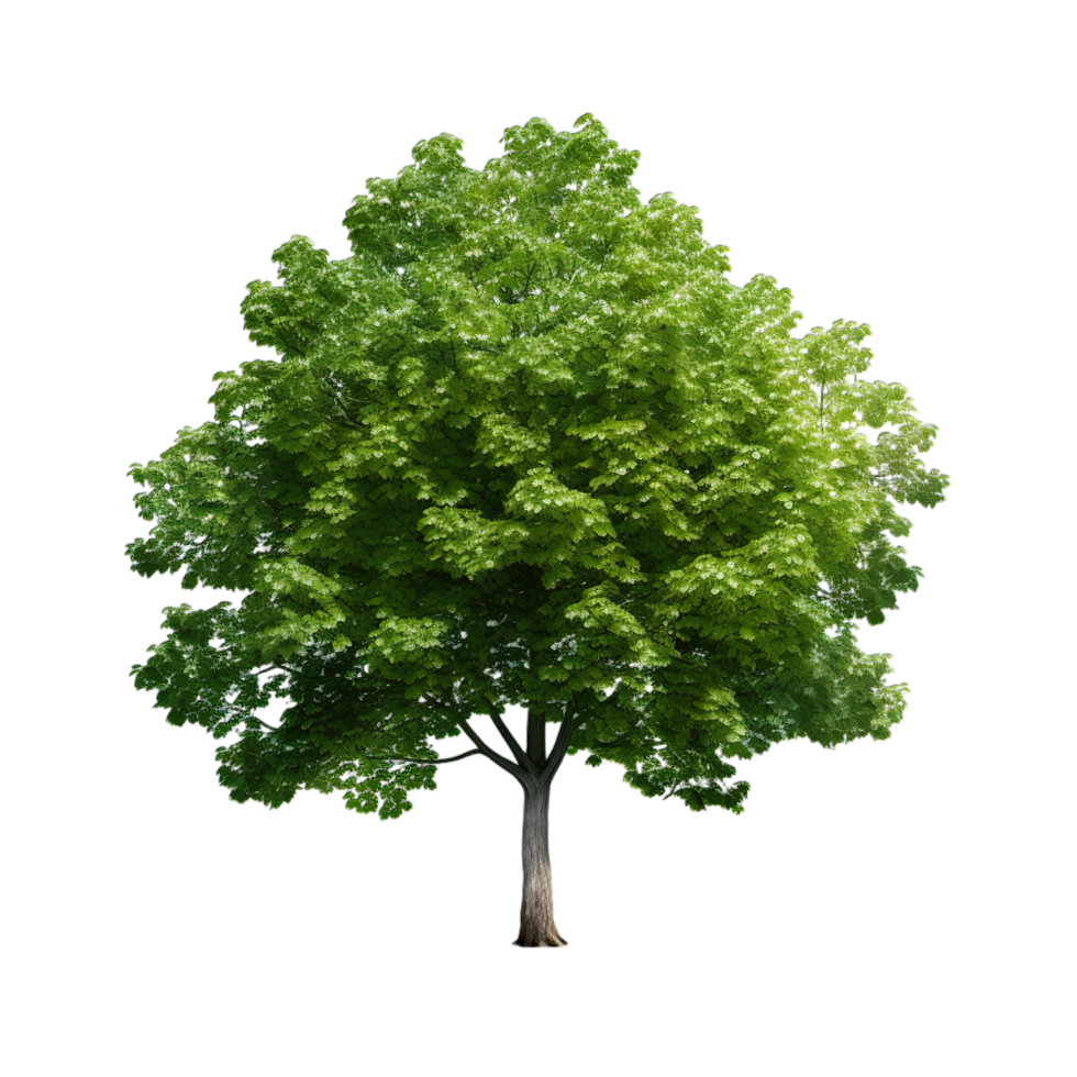 A tree is shown in a black background png